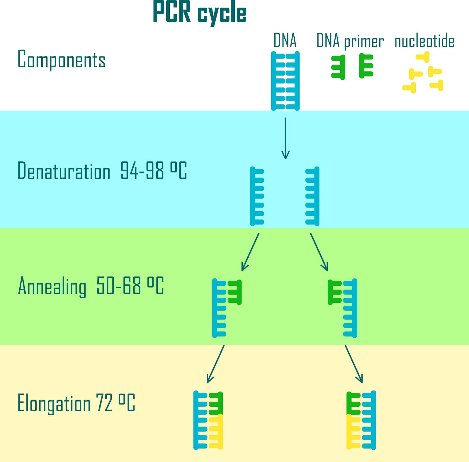 The polymerase chain reaction an is incredibly simple way of amplifying DNA. It is now being used to generate RAM-like data storage in DNA. ﻿