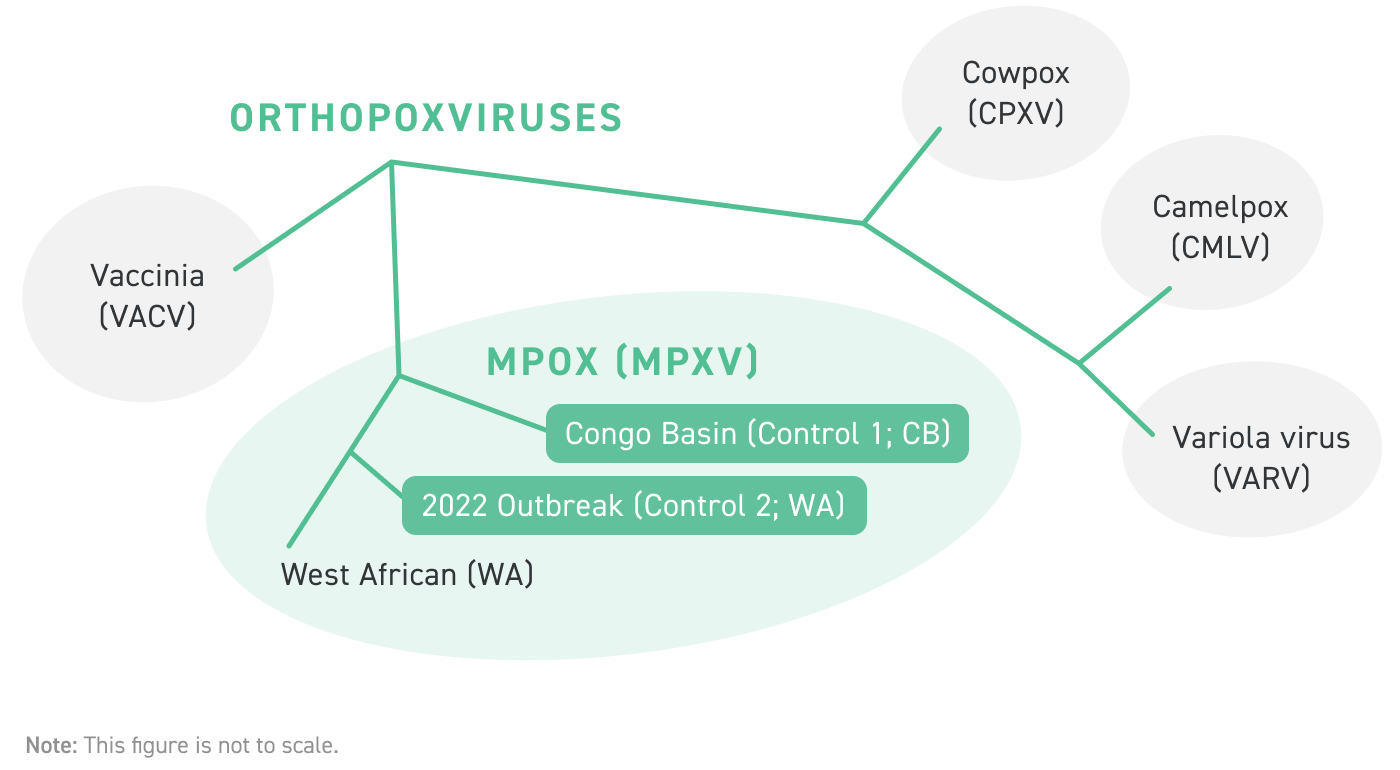 Monkeypox Virus Phylogeny Phylogenetic map of orthopox clades, showing monkeypox (mpox) virus phylogeny