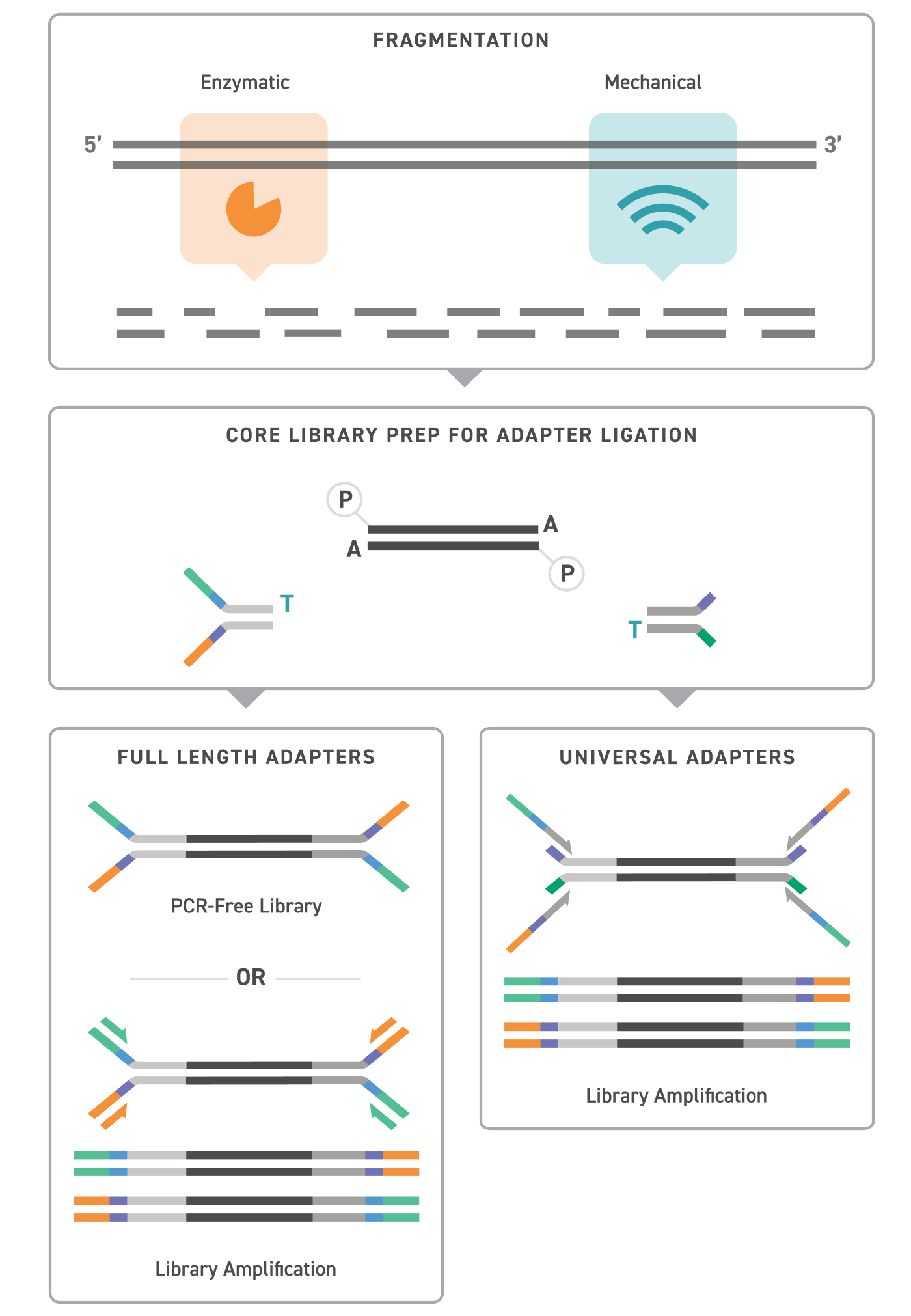 Twist UDI Workflow Schematic showing UDI Adapter workflow, with adapters being appended to fragmented DNA during core library prep.