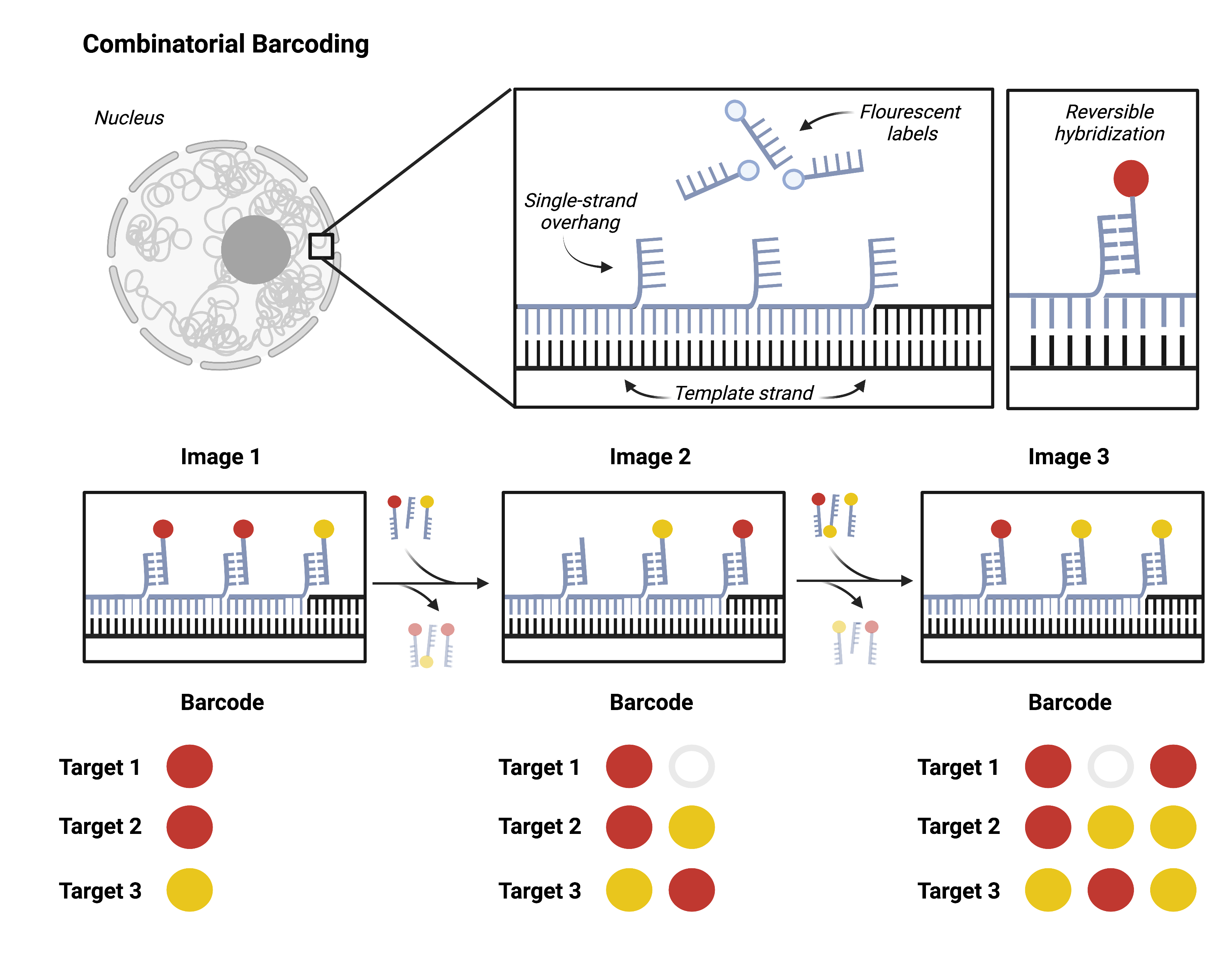 Combinatorial Barcoding for High-Throughput Spatial Genomics Combinatorial barcoding for high-throughput spatial genomics. This figure demonstrates the concept by showing oligonucleotide probes hybridized with target DNA. The oligo probes have single-strand overhangs. Those overhangs serve as the target for a second oligonucleotide probe, this one conjugated with a fluorescent marker. Successive rounds of targeting fluorescent tagged markers to the single-strand overhanges then allows the same position to be targeted multiple times with different colors over time. The combination of colors forms a unique barcode and can be used to identify which genetic loci is being observed in 3D space.