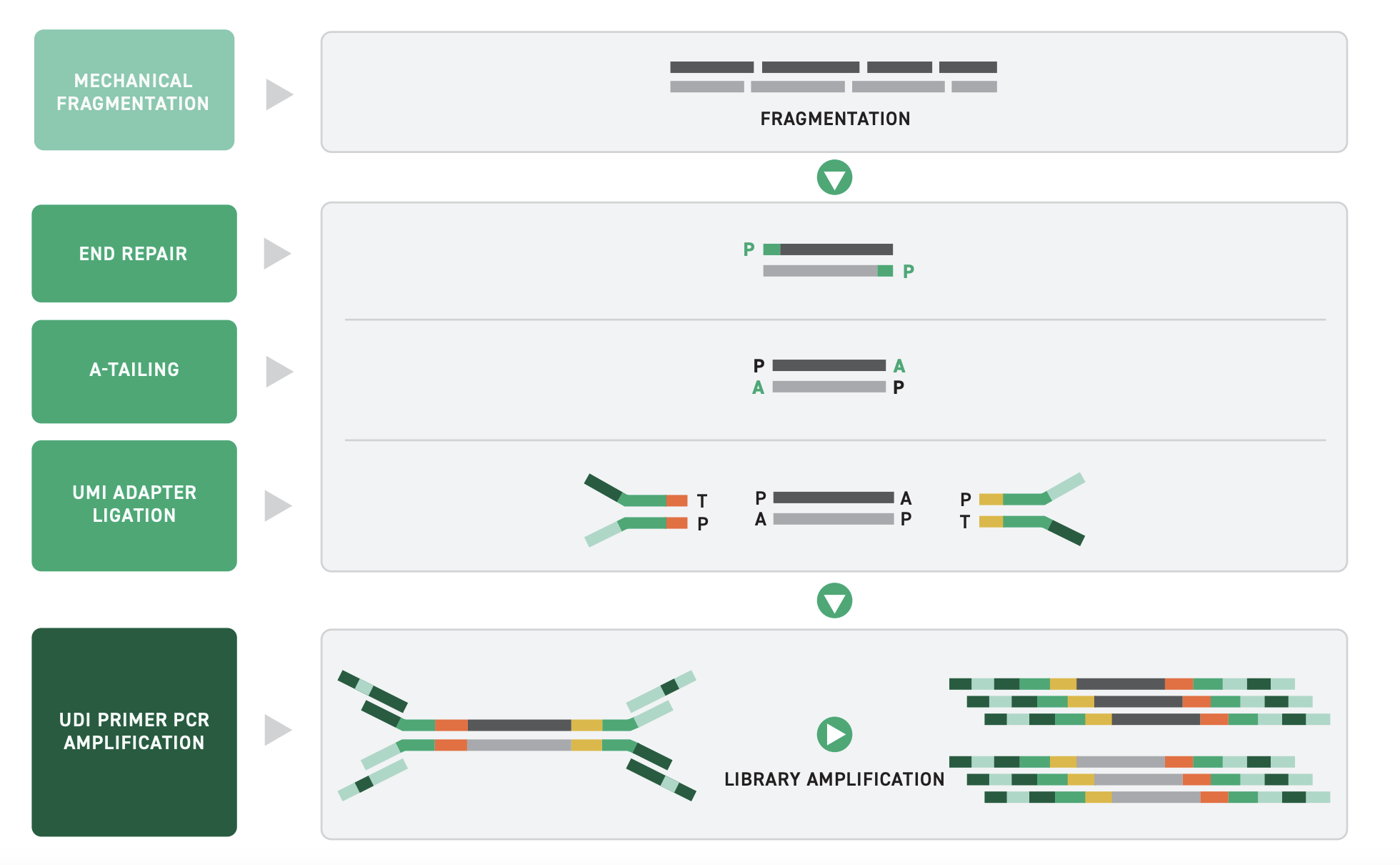 Twist UMI Workflow Twist UMI Schematic showing DNA fragmentation, followed by library prep with UMI ligation, followed by UDI universal primer ligation.