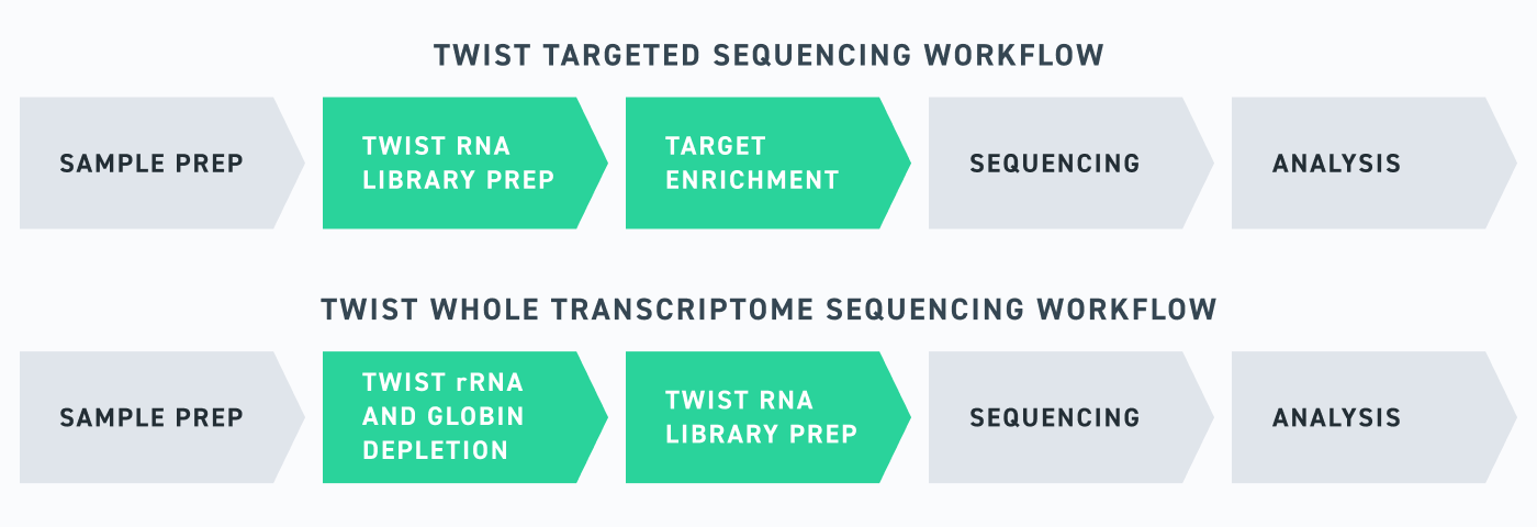 Twist RNAseq Workflows Workflow diagram showing the same general flow, where you transition from sample prep to library prep (with option of negative selection), onto target enrichment, then sequencing, then analysis.