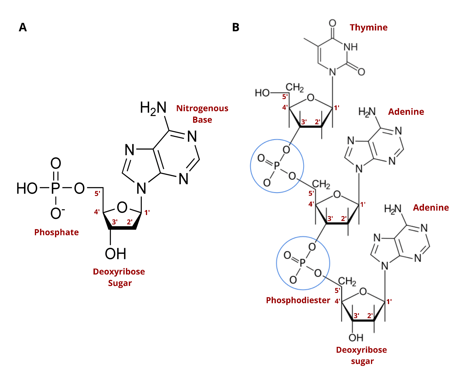 Nucleotide and Oligonucleotide Chemical Structures Chemical structures of both a nucleotide and an oligonucleotide.