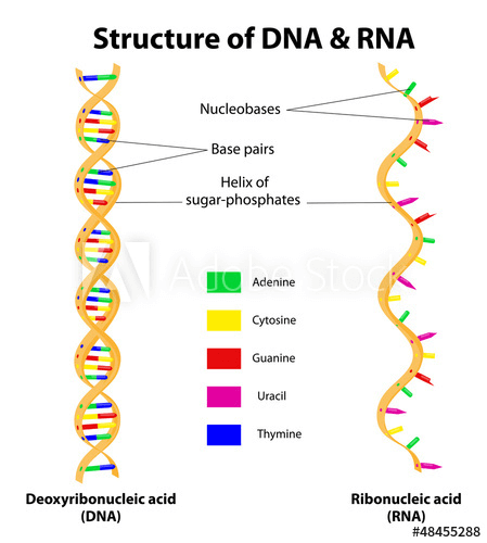 Structure of DNA and RNA