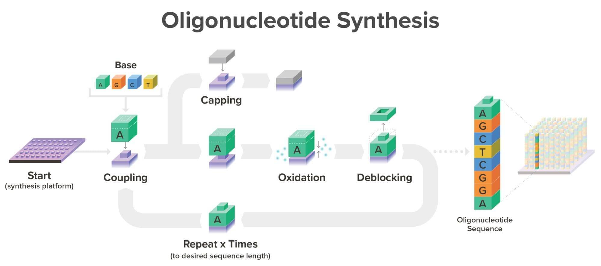 Oligonucleotide synthesis process using phosphoramidite chemistry Oligonucleotide synthesis using Twist's silicon platform and phosphoramidite chemistry