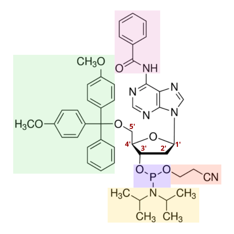 Chemical structure of a nucleoside phosphoramidite Chemical structure of a nucleoside phosphoramidite. Important moieties in phosphoramidite chemistry are highlighted, such as the protecting group.