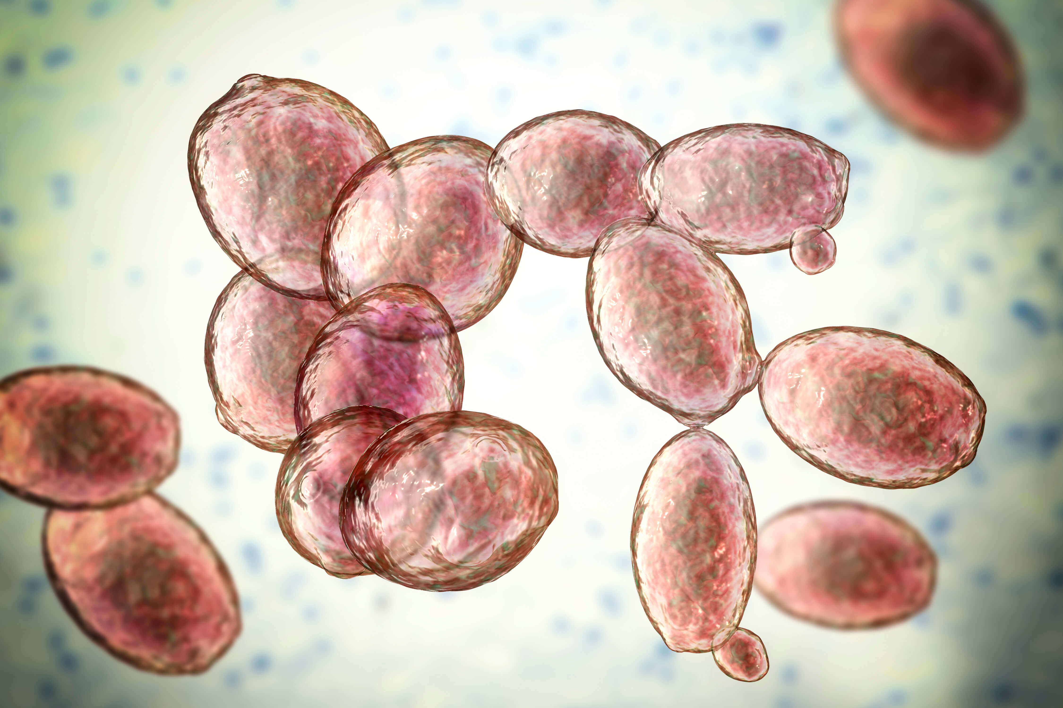 Yeast Engineering Used for the Synthesis of Medicinal Compounds