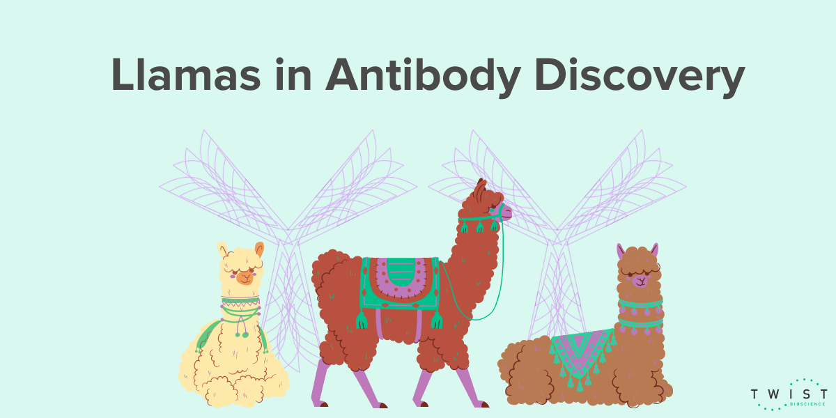 Image of cartoon llamas with text above it saying "Llamas in Antibody Discovery"