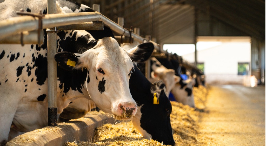 iStock photo of black and white dairy cows lined up, sticking their head through bars to eat hay on the other side of the bars. One cow has its head raised and is looking at the camera. 