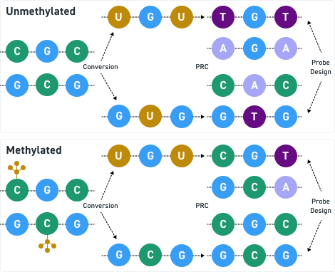 Image de méthylation