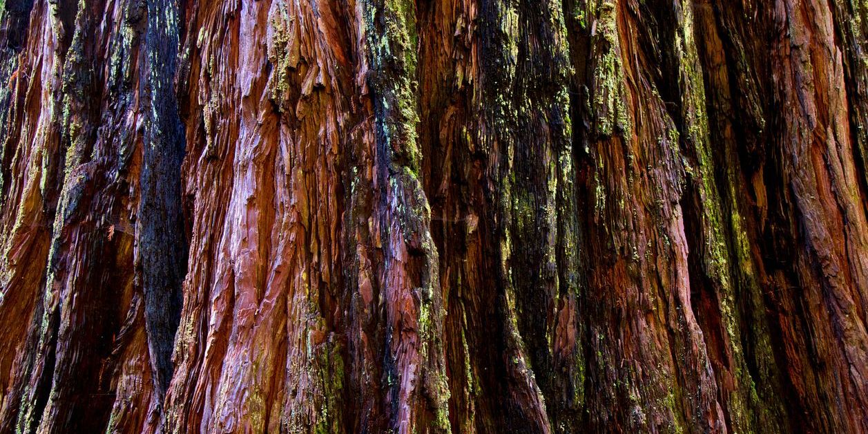 Close up image of a redwood tree trunk, showing rustic red bark adorned with light green lichens. 