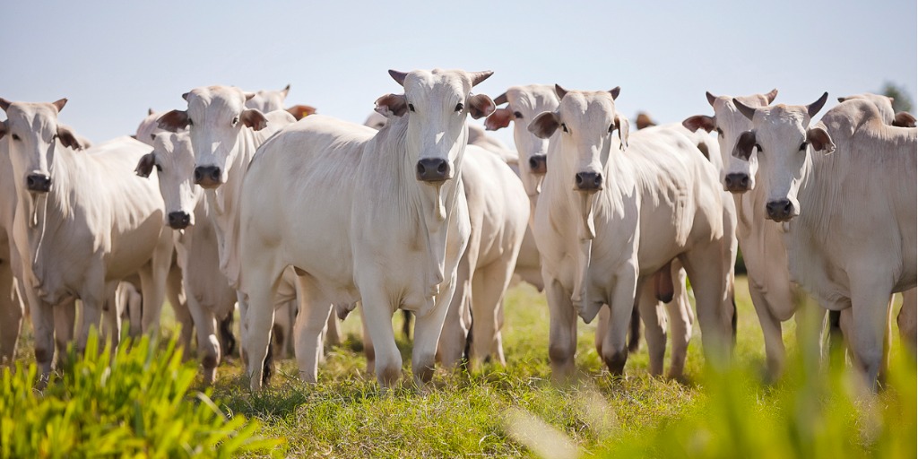 Herd of several Nelore cattle stand in a grassy frield, all looking towards the camera. 