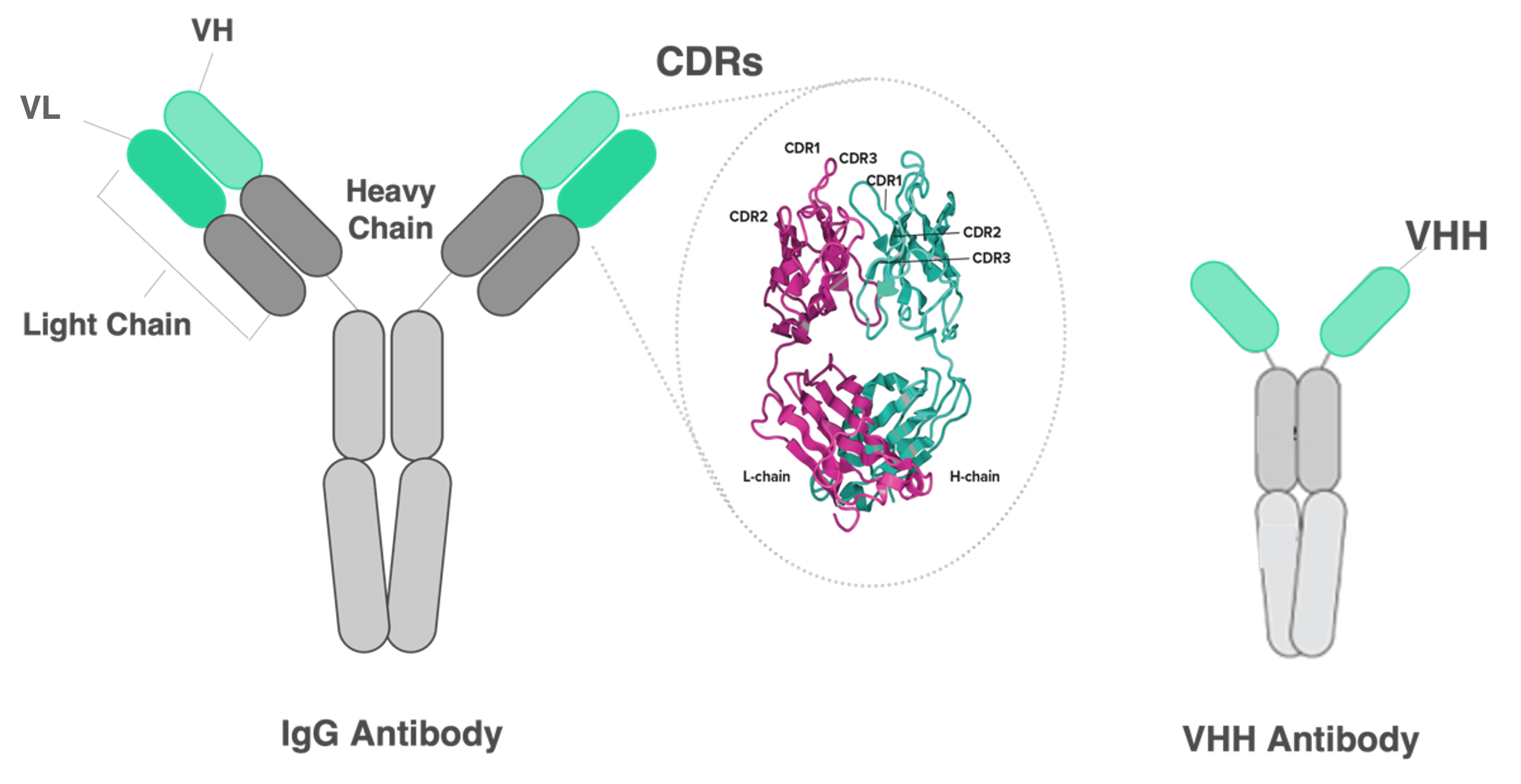 Structure of VHH antibodies relative to IgG antibodies