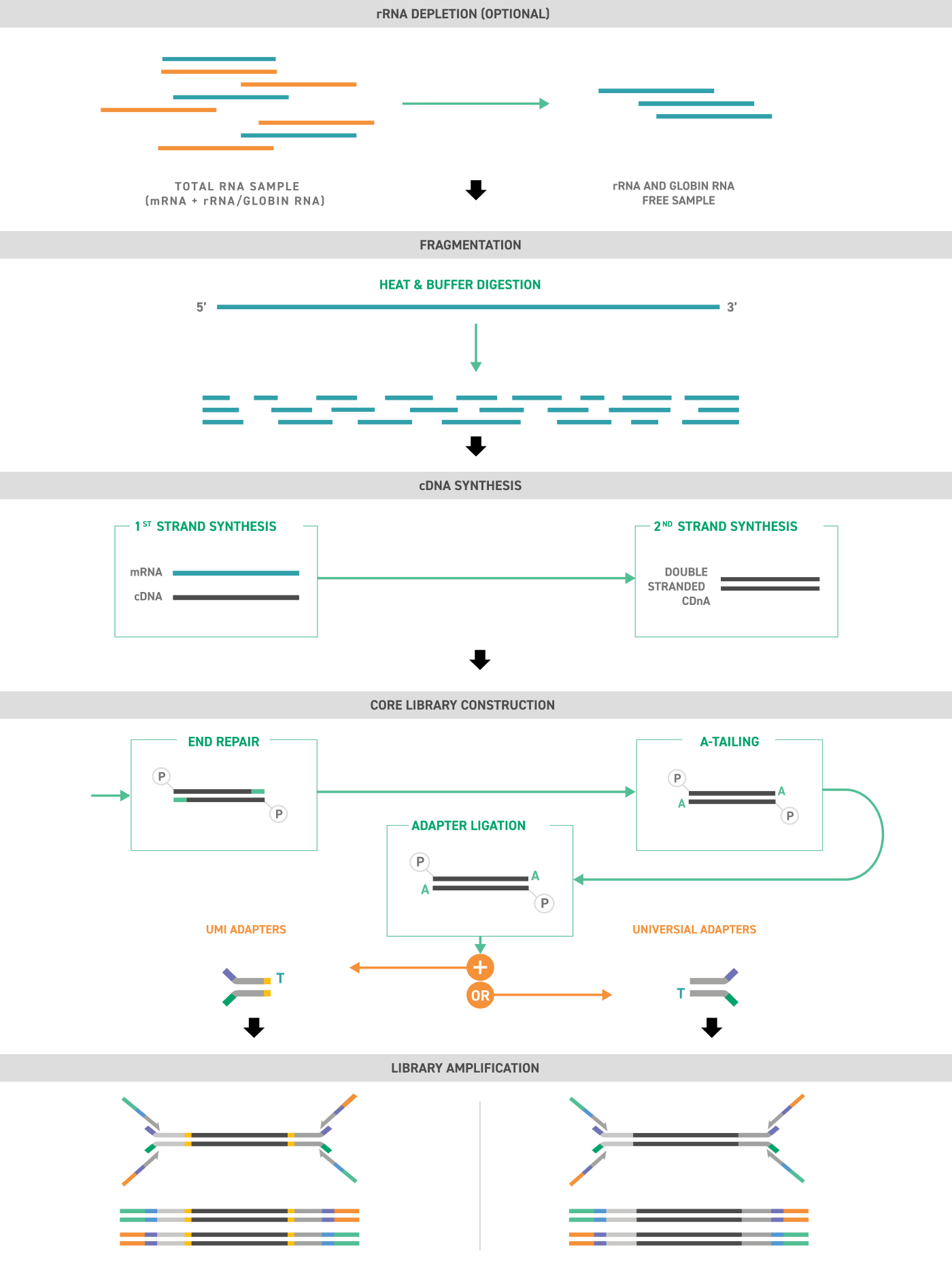 library preparation workflow