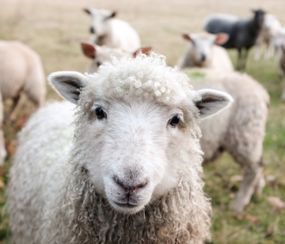 AgBio et santé animale